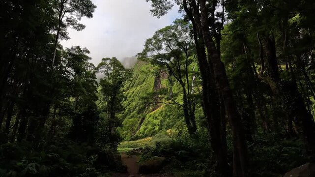 A forest path revealing multiple waterfalls, Poco da Ribeira do Ferreiro (Alagoinha), Flores Island, Azores, Portugal