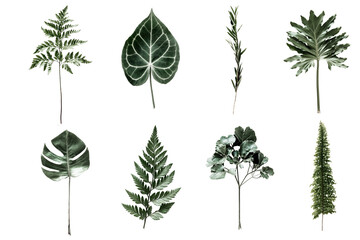 PNG Green foliage set, transparent background © yusmal