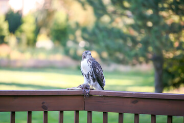 Photograph of a large brown Ferruginous Hawk standing in the sunshine on a wooden railing in the outdoors with captured food in the state of Ohio in the United States of America.