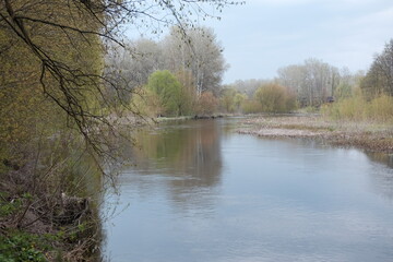 spring forest landscape, fresh green leaves on trees, spring in deciduous forest