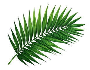 Fototapeta premium Green Palm Leaf Isolated on White.