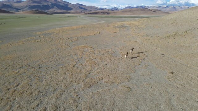 Aerial Forward Push Capturing Tibetan Wild Ass Grazing in Stark High Plateau Desert, Ali Tibet, China
