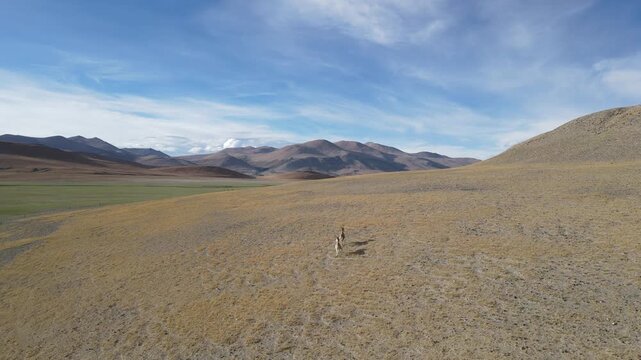 Cinematic Aerial Push Through Vast Desert Plateau with Running Tibetan Wild Ass, Tibet, China
