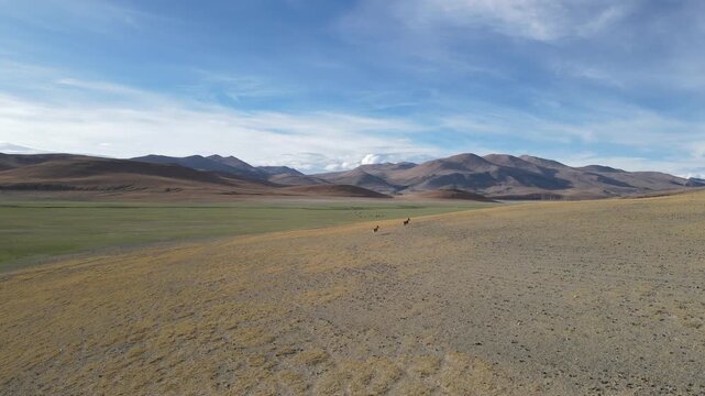 Ascending Drone Shot Revealing Tibetan Wild Ass Herd in Remote High Altitude Desert, Ngari Tibet, China
