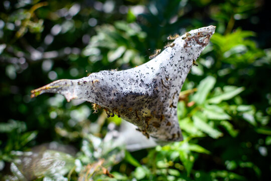 A large silken fall webworm nest spun by caterpillars at the ends of tree branches containing the larvae, dead leaves, and excrement on Mt Spokane State Park, Washington State.
