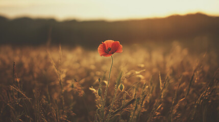 remembrance. A vibrant red poppy flower in a sunset-lit field, representing remembrance and natural beauty. inspiring travel planning.