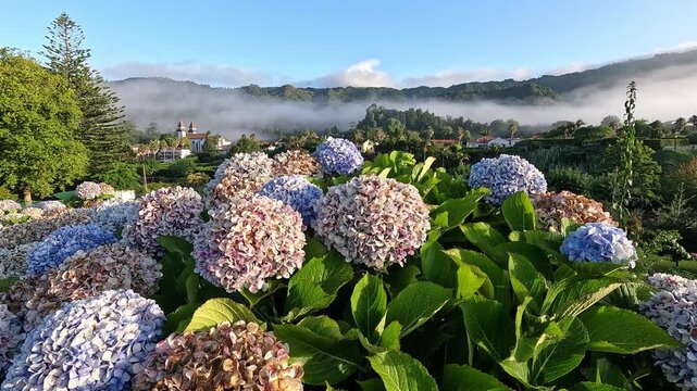 Colorful Hydrangeas overlooking Furnas village, set inside an active volcanic caldera with fumaroles and hot springs, Sao Miguel Island, Azores
