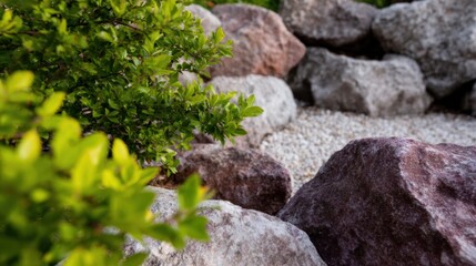 Green thunberg barberry bush growing in rocky garden for professional landscaping and outdoor park design advertising use with decorative gravel and large granite stones