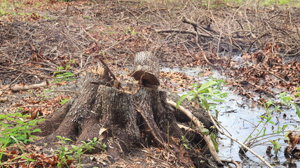 Obraz premium The mahogany tree trunk on the ground near the swamp is the result of felling for the construction of a building.
