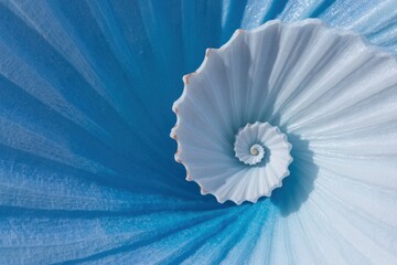 Spiral Shaped Sea Shell with Intricate Natural Ridges and Macro Ocean Texture for Coastal Branding, Marine Themes and Spa Background featuring Frost White and Blue Palette