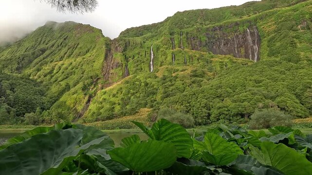 Giant Azorean rhubarb (Gunnera tinctoria) leaves frame lush volcanic cliffs and waterfalls of Poco da Ribeira do Ferreiro on Flores Island, Azores