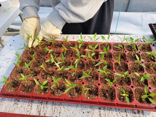 따뜻한 봄기운 속 풍년을 기원하며 어린 모종을 정성스레 옮겨심는 농부의 분주한 손길