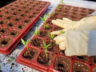 따뜻한 봄기운 속 풍년을 기원하며 어린 모종을 정성스레 옮겨심는 농부의 분주한 손길