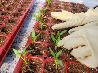 따뜻한 봄기운 속 풍년을 기원하며 어린 모종을 정성스레 옮겨심는 농부의 분주한 손길