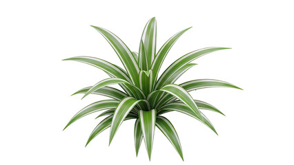 Obraz premium Variegated Spider Plant on White Background