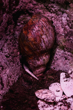 Detail of the shell of a large Achatina reticulata snail in the corner with a cuttlebone on the bottom.