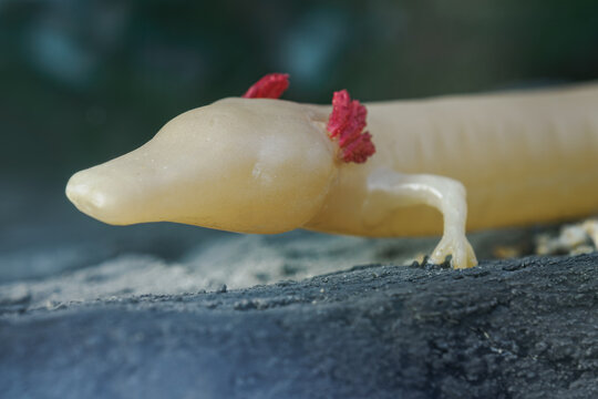 Display of a plastic olm (Proteus anguinus) model on a rock.