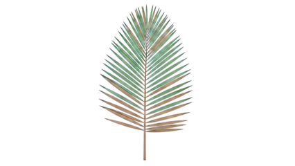 Single palm frond on a white background