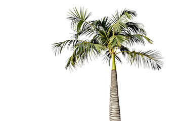 Isolated Tropical Palm Tree on White Background for Summer Vacation Travel Advertising and Graphic Design, Isolated on White Background, PNG