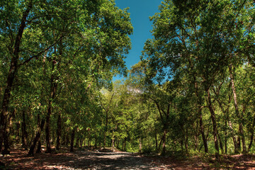 Enchanted Forest with Twisted Trees