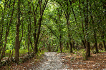 Fototapeta premium Enchanted Forest with Twisted Trees
