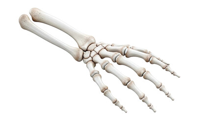 Human Hand Skeleton Anatomy
