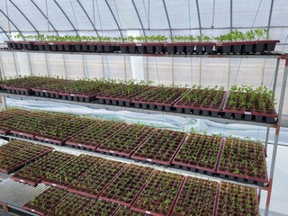 뜻한 비닐하우스 속에서 일제히 고개를 내민 어린 모종들의 질서 정연한 생명력