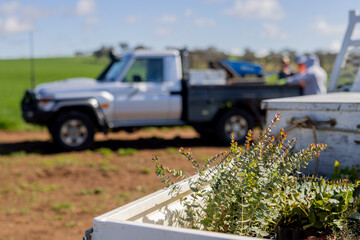 Young eucalyptus trees on the back of a ute waiting to be planted out