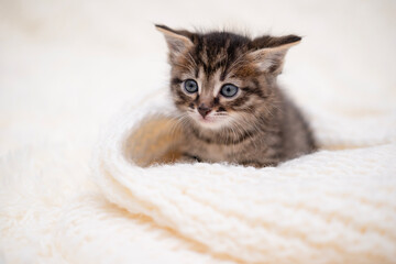 Cute kitten playing on a white blanket
