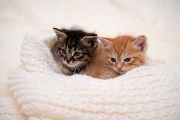 Cute kitten playing on a white blanket