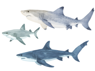 sharks isolated on white background
