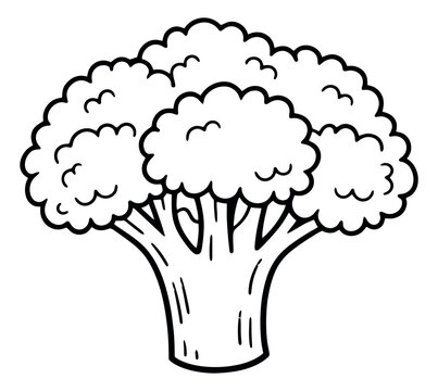 Hand drawn line art illustration of broccoli depicting a fresh vegetable for healthy food and nutrition concepts