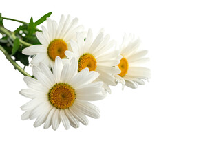 Delicate white daisies with yellow centers and green stems, artfully arranged