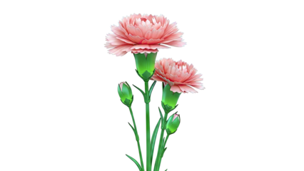 Coral Carnations with Buds on White Background