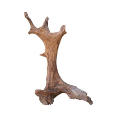 Naklejka premium A unique piece of driftwood against a solid black background