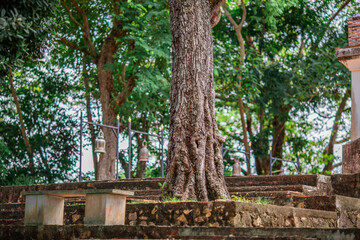 The natural backdrop of trees growing along canals, large reservoirs,the sea features many types of trees,including coconut,banana,and betel nut trees, as well as various grasses and weeds commonly.