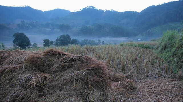 Haystack in the rice field on foggy morning