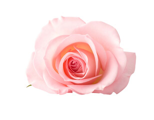 Delicate pink rose bloom unfurling its soft, velvety petals