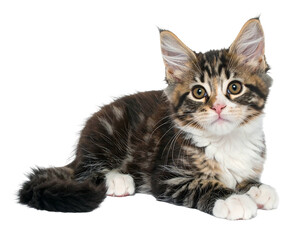 A fluffy tabby kitten with striking eyes gazes upwards, lying down