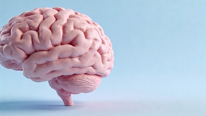 Model of a human brain