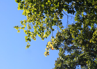 Leaves against a sky background.