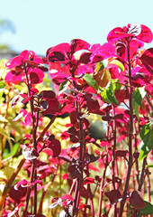 IRESINE HERBSTII PLANT OR KNOWN AS BLOOD LEAF OR STEAK PLANT