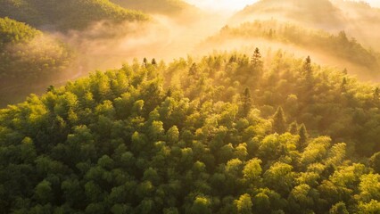 Aerial view of forest with morning mist