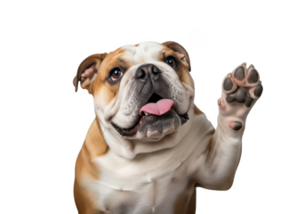 Playful bulldog raising paw