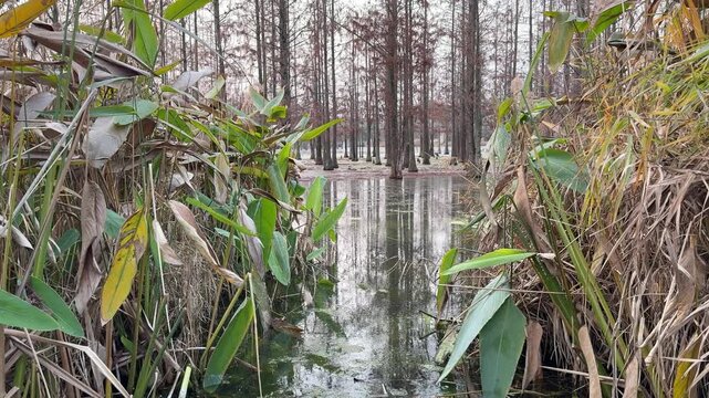 4K 60fps vertical tilt up shot (camera movement from bottom to top) in a wetland park. The shot starts with green aquatic plants and dried reeds in the calm water, then slowly reveals a magnificent fo