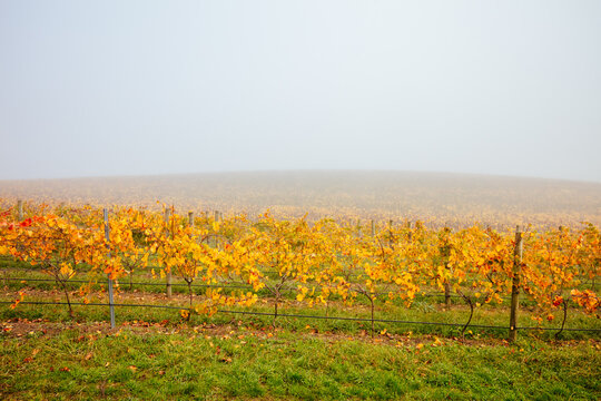 The sun rises through fog over autumn coloured vines in the Yarra Valley near Yarra Glen