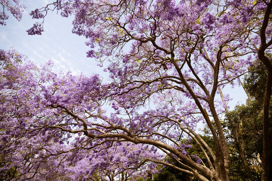 Jacaranda tree views along McDougall St in Kirribilli, Sydney, New South Wales, Australia