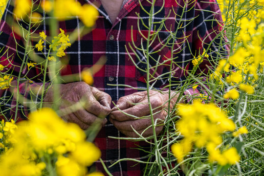 hands of a farmer in a canola crop inspecting for frost damage