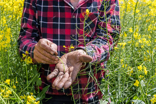 hands of a farmer in a canola crop inspecting for frost damage, showing pod and seeds