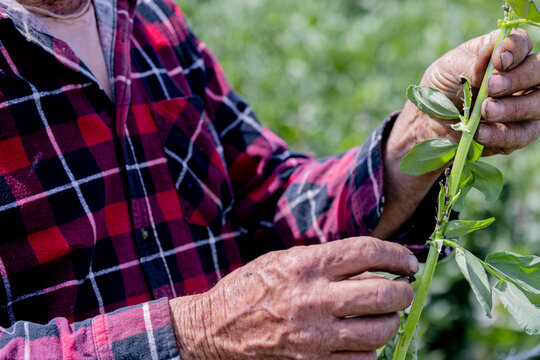 hands of a farmer in a faba crop inspecting frost damage
